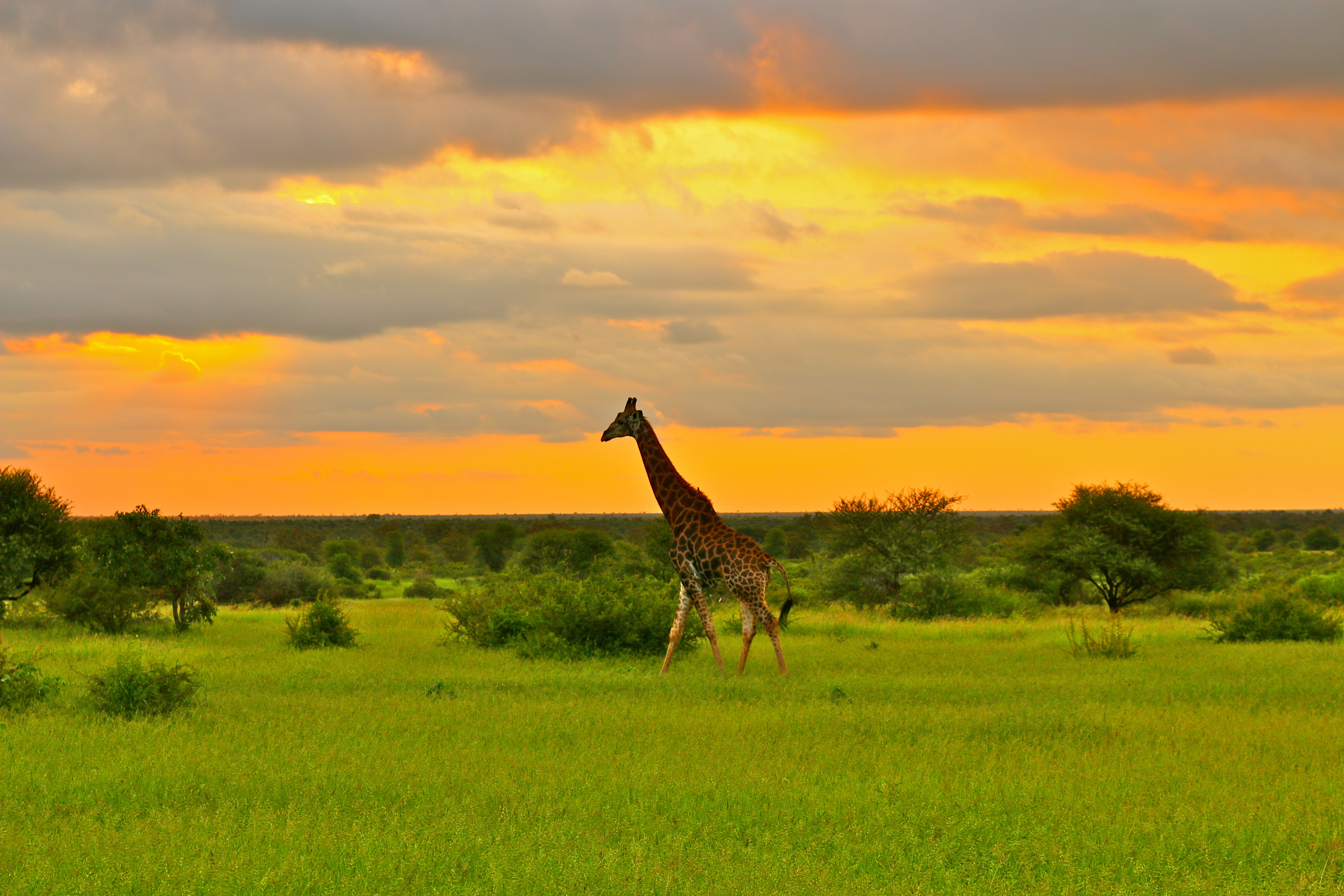 Authentic Africa: Kenya